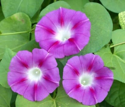 sementes da flor morning glory sortida 2 16 e1496274073170