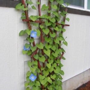 sementes da flor morning glory sortida 2 17 e1496274098208