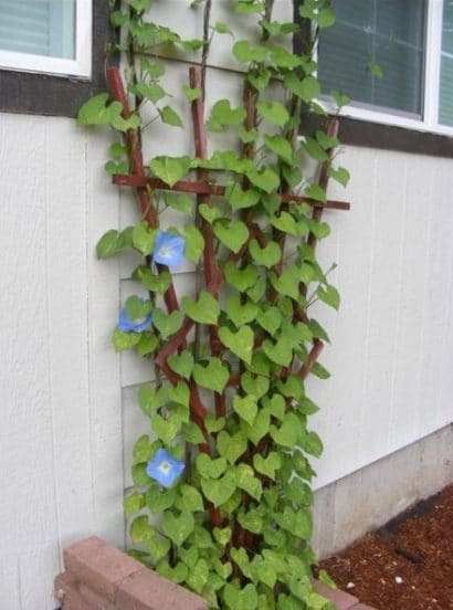 sementes da flor morning glory sortida 2 17 e1496274098208