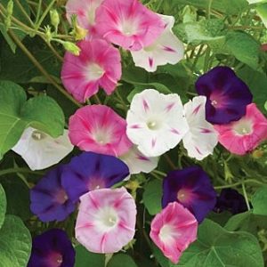 sementes da flor morning glory sortida 2 18 e1496274138740