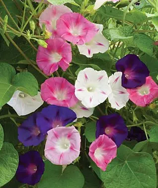 sementes da flor morning glory sortida 2 18 e1496274138740