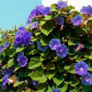 sementes da flor morning glory sortida 2 19 e1496274165667