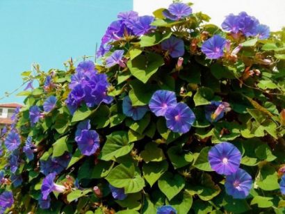 sementes da flor morning glory sortida 2 19 e1496274165667