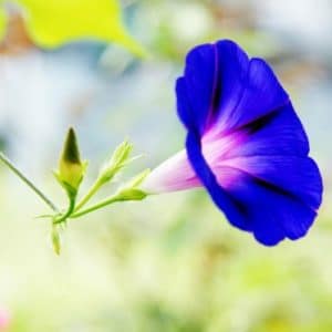 sementes da flor morning glory sortida 2 2 e1496274440922