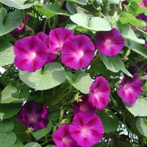 sementes da flor morning glory sortida 2 3 e1496274473544