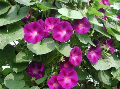 sementes da flor morning glory sortida 2 3 e1496274473544