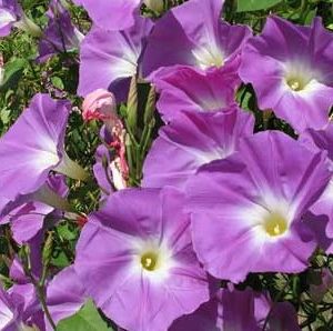 sementes da flor morning glory sortida 2 4 e1496274512265