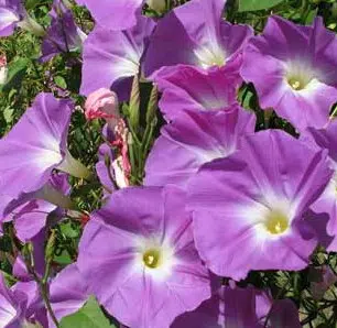 sementes da flor morning glory sortida 2 4 e1496274512265