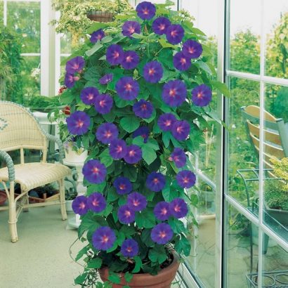 sementes da flor morning glory sortida 2 5