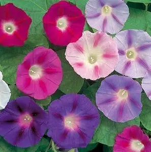 sementes da flor morning glory sortida 2 6 e1496274555902