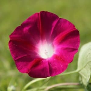 sementes da flor morning glory sortida 2 7 e1496274643493