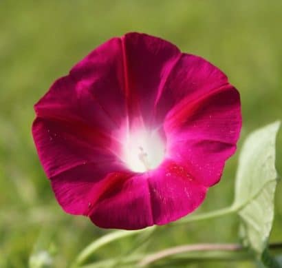 sementes da flor morning glory sortida 2 7 e1496274643493