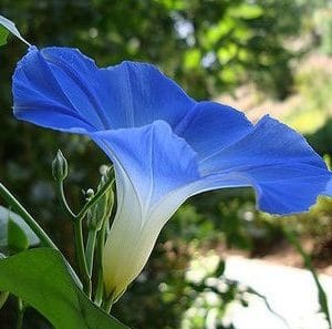 sementes da flor morning glory sortida 2 9 e1496274347142