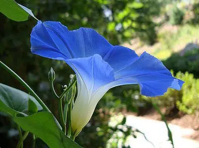 sementes da flor morning glory sortida 2 9 e1496274347142