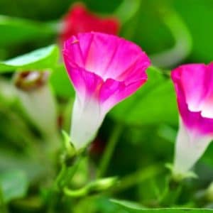 sementes da flor morning glory sortida 2 e1496274415181