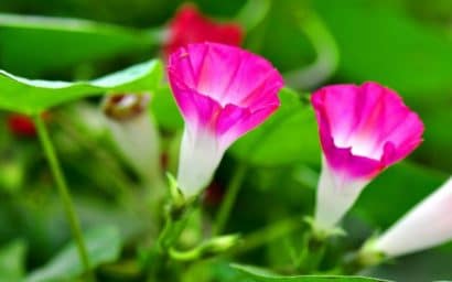 sementes da flor morning glory sortida 2 e1496274415181