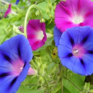 sementes da flor morning glory sortida 6930 e1496274393574