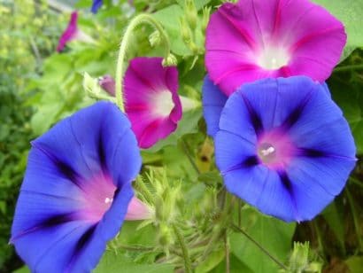 sementes da flor morning glory sortida 6930 e1496274393574