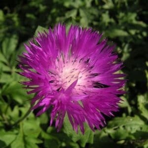 sementes de centaurea moschata 2 11 e1496275144644