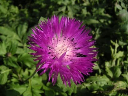 sementes de centaurea moschata 2 11 e1496275144644