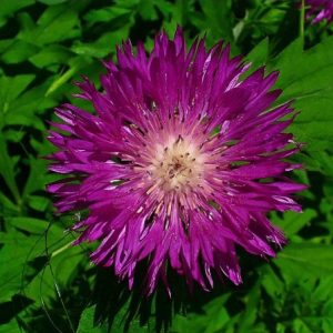 sementes de centaurea moschata 2 12 e1496275167464