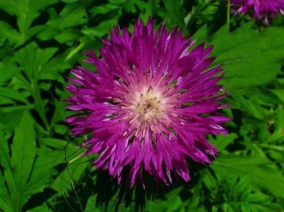 sementes de centaurea moschata 2 12 e1496275167464