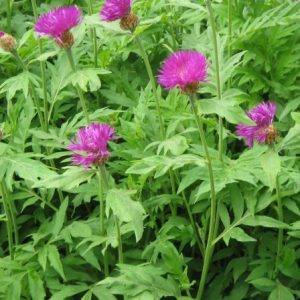 sementes de centaurea moschata 2 13 e1496274967522