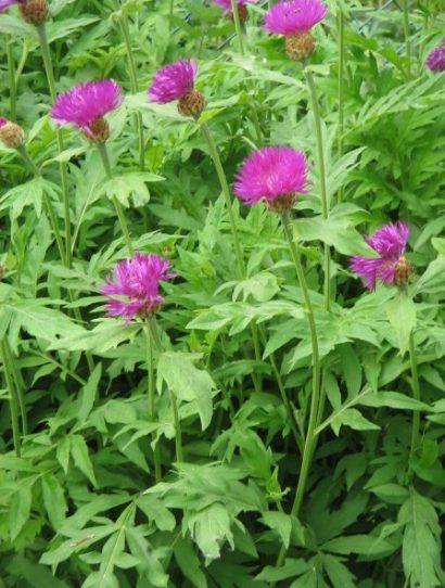 sementes de centaurea moschata 2 13 e1496274967522