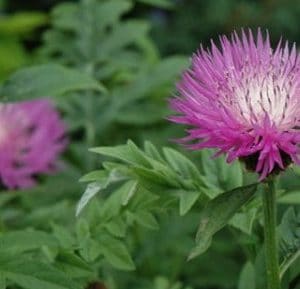 sementes de centaurea moschata 2 14 e1496274998284