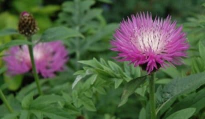 sementes de centaurea moschata 2 14 e1496274998284