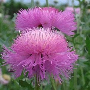 sementes de centaurea moschata 2 15 e1496275028811