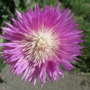 sementes de centaurea moschata 2 16 e1496275056864