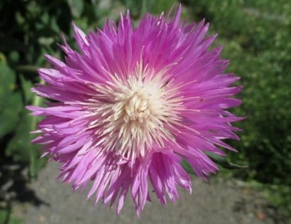 sementes de centaurea moschata 2 16 e1496275056864