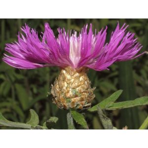 sementes de centaurea moschata 2 19