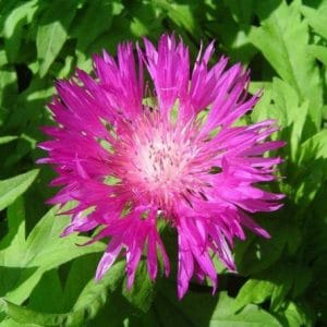 sementes de centaurea moschata 2 2 e1496275277226