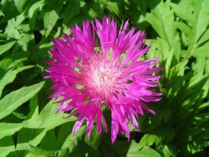 sementes de centaurea moschata 2 2 e1496275277226