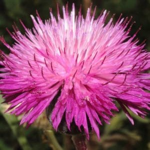 sementes de centaurea moschata 2 20 e1496275120816