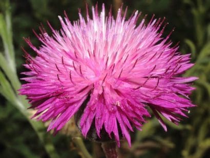 sementes de centaurea moschata 2 20 e1496275120816