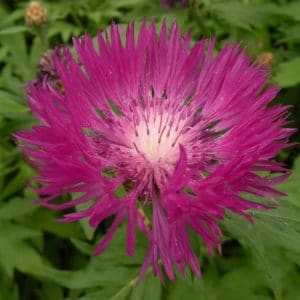 sementes de centaurea moschata 2 4 e1496275235699