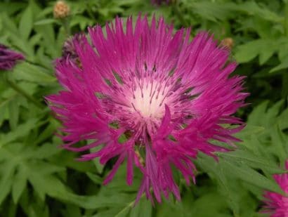 sementes de centaurea moschata 2 4 e1496275235699