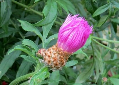 sementes de centaurea moschata 2 5 e1496275338985