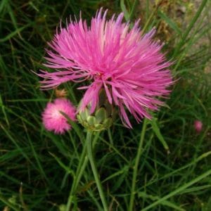 sementes de centaurea moschata 2 6 e1496275377904