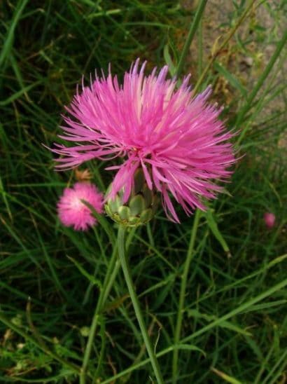 sementes de centaurea moschata 2 6 e1496275377904