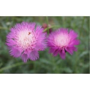 sementes de centaurea moschata 2 7