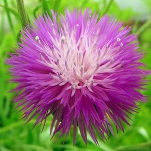 sementes de centaurea moschata 2 9 e1496275532881