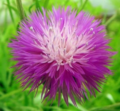 sementes de centaurea moschata 2 9 e1496275532881