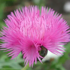 sementes de centaurea moschata 6643 e1496275556913