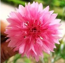 sementes de centaurea rosa 2 3 e1496272210744