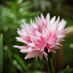 sementes de centaurea rosa 2