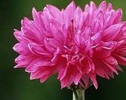 sementes de centaurea rosa 2 4 e1496275820774